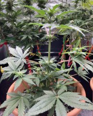 53B7C305-6AED-40EA-BA15-6D7579B5D4AF.jpeg
