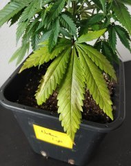 [Màj 1] [C+44-34] - Diagnostic - NL (3).jpg