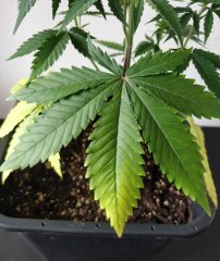 [Màj 1] [C+44-34] - Diagnostic - BC (5).jpg