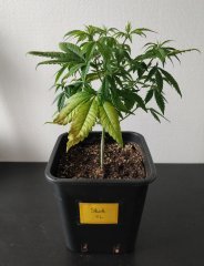 [Màj 1] [C+44-34] - Diagnostic - SXL (1).jpg