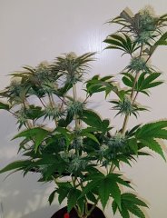 Cross hm Wifi Somango Querkle F39