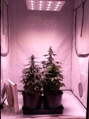 Bloom 30j omg . Og