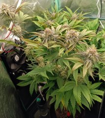 F49 Wifi 43 Somango X Querkle