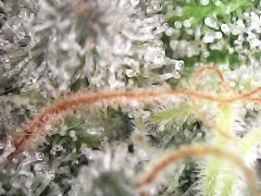 7C87FC03-DBEB-4D22-ABAE-7912E7078246.jpeg