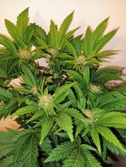 Amnesika f39