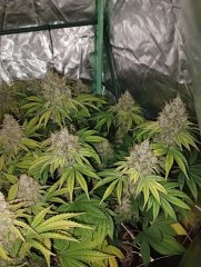 Wifi 43 somango (pheno wifi)