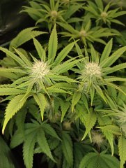 Bud w.s.q 12/12 +29