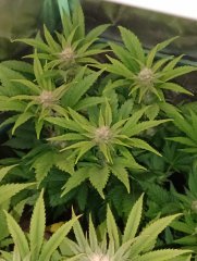 No name 12h+35