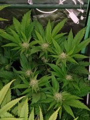 Amnesika 2.0 (pheno c.m) 12h+35
