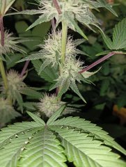 Bud w.s.q 12h +35 ,la plus résineuse🥰