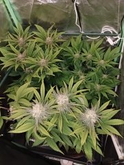 F41