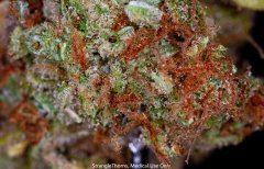 Big Bud Super Skunk #CBD BoTaniC