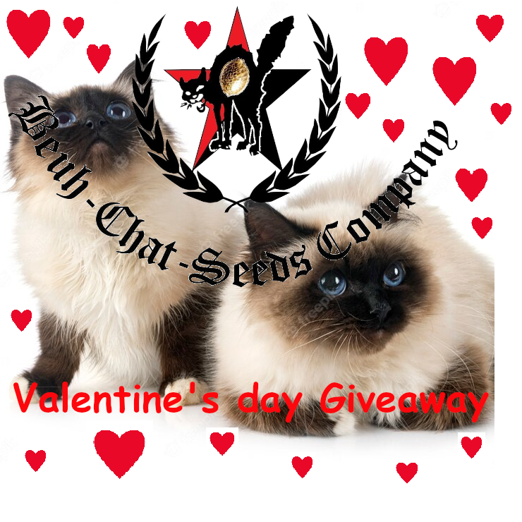 Chat Birman St valentin .png