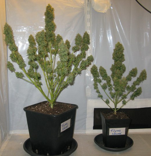 1697966631_size-pots(1).jpg.4be6b29ffc9626b9c4aa9d9c10623032.jpg