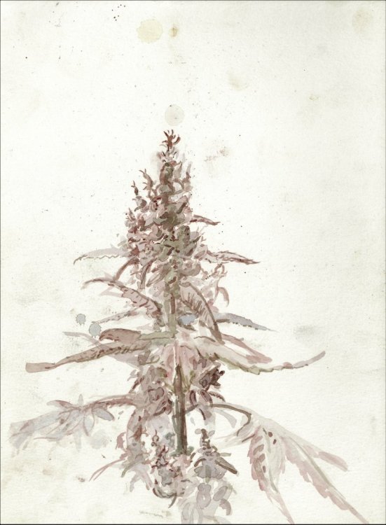 Cannatoon12 (2).jpg