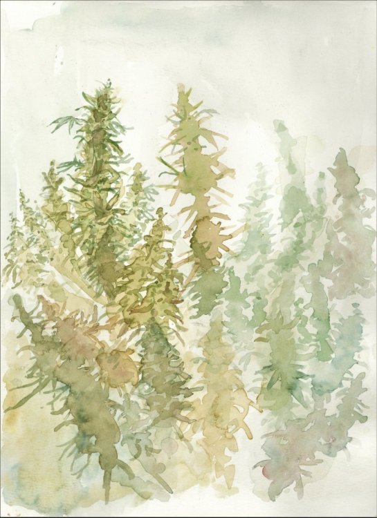 Cannatoon1 (2).jpg