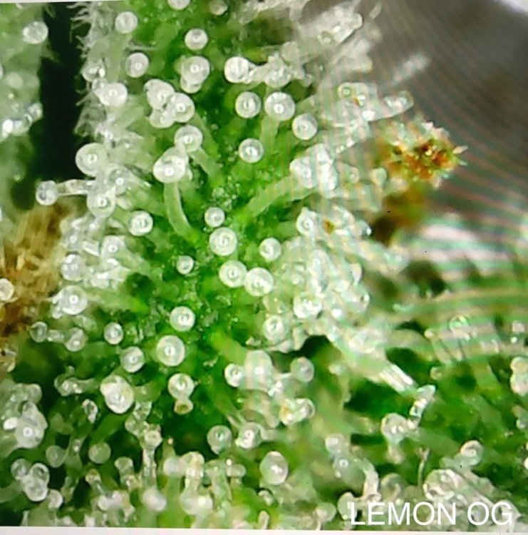 8F06013B-8E80-49AD-9DE7-F97653E2D87C.thumb.jpeg.434049c5828cfe1723f24834fecb8e80.jpeg