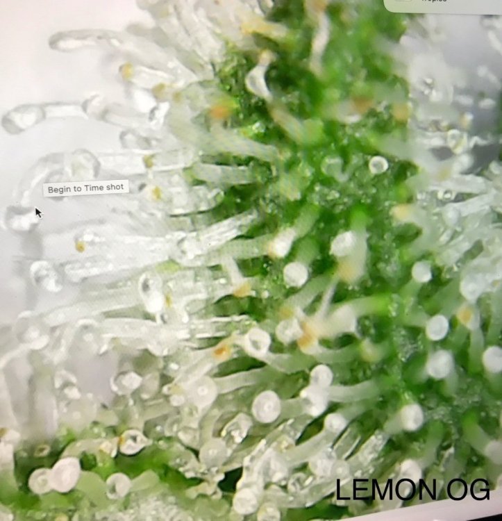 E207D376-5FD7-4B79-870E-3F0758A0E224.thumb.jpeg.02d8a581900ecfbc11a59cce40a150ac.jpeg