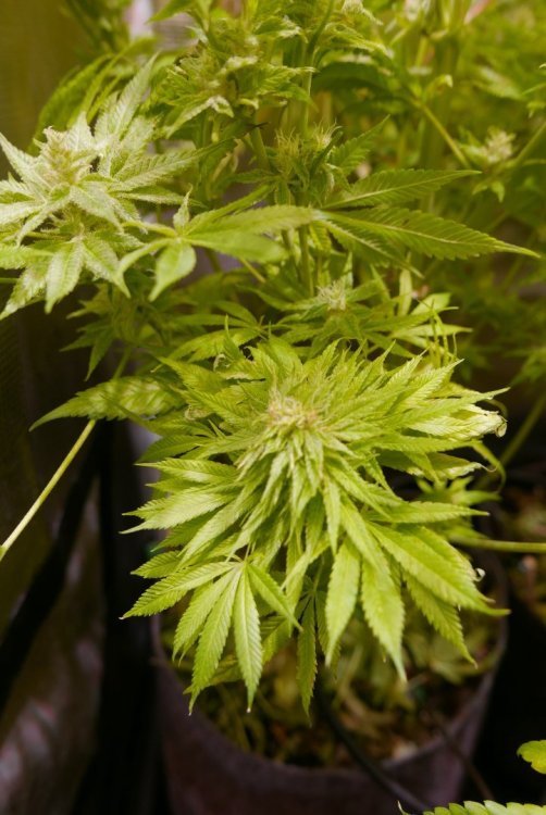 L1040629.thumb.JPG.c10ea8c3aeaf354b0ae915f9ab42786d.JPG