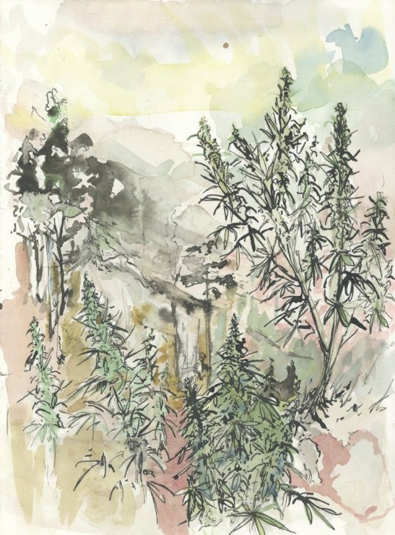 cannatoon17.jpg