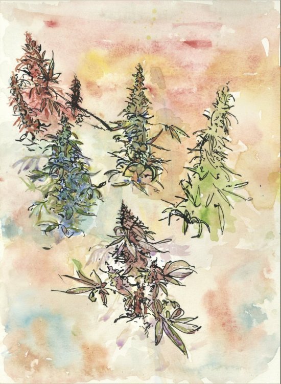 cannatoon24.jpg