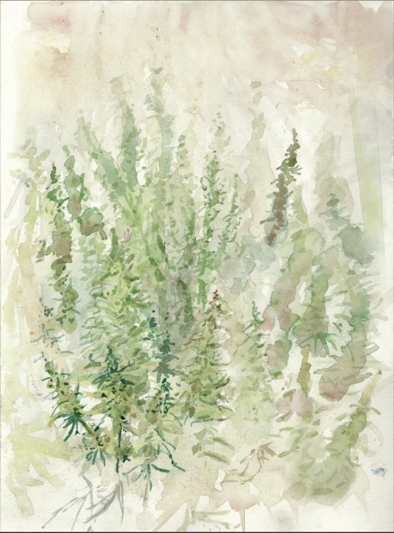 cannatoon27.jpg
