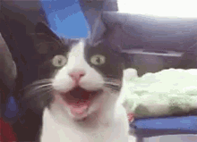 cat-happy.gif.fa8eab2bf857b0793b7023a6079c2a06.gif