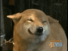 excited-dog.gif.4ea0ee462555bd2f01ef521dbde0bd19.gif