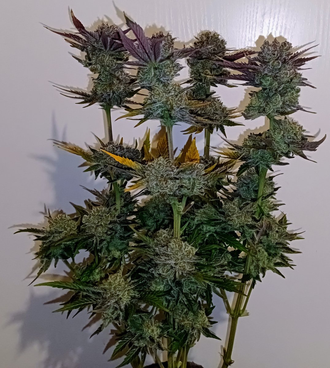 Test Cross home made/fem🌴coco organique(bioponie goutte a goutte percolation)🥥