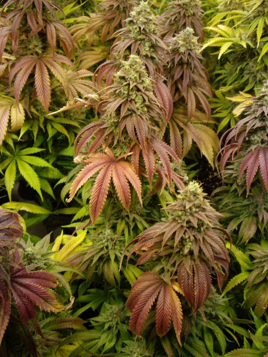 Runtz Muffin 12/12+60