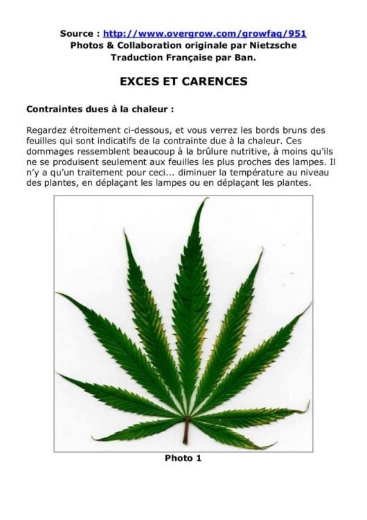 preview-12-culture-du-cannabis-problemes-carence-exces-1.jpg