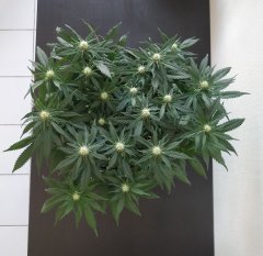 [Màj 6] [C+56, S+12 et F+11] - NL (3).jpg