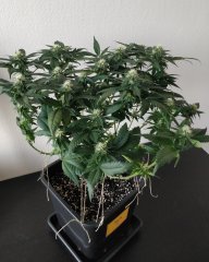 [Màj 7] [C+56, S+12 et F+16] - SXL (2).jpg