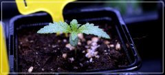 CRO+6 Bis THC +.jpg