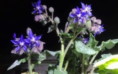 Bourrache à fleurs bleues comestibles goût citron