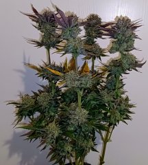 No name f+73 ✂️