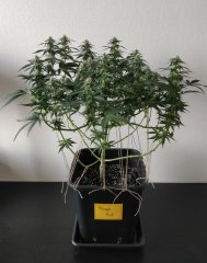 [Màj 7] [C+56, S+12 et F+16] - PK (1).jpg