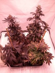 Omg Bloom 65j.jpg