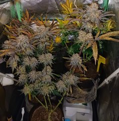 Wifi43*somango x Querkle  F+73