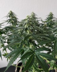 [Màj 7] [C+56, S+12 et F+16] - PK (2).jpg