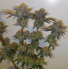 Wifi43*somango x Querkle f2 F+73✂️