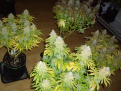 Acid Dough 12/12+60