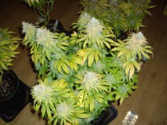 Acid Dough 12/12+60
