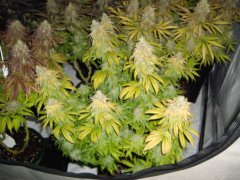 Acid Dough 12/12 +64