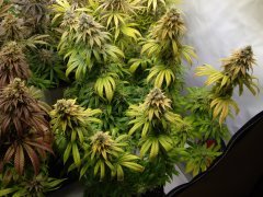 Acid Dough 12/12 +64