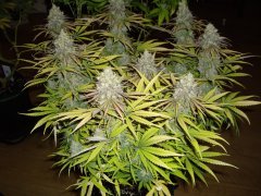 Black Bomb 12/12+60