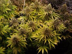 Black Bomb 12/12+60