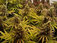 Black Bomb 12/12+60