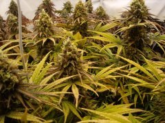 Black Bomb 12/12+60
