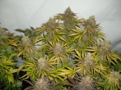 Black Bomb 12/12 +64